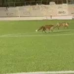 Αλεπούδες σε θέση…σέντερ φορ σε γήπεδο της Καβάλας