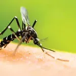 Συναγερμός στη Φρανκφούρτη: Τρεις νεκροί από «ελονοσία του αεροδρομίου»