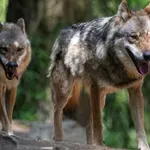 Φθιώτιδα: Αίτημα για επικήρυξη του λύκου- Ποιες περιοχές χαρακτηρίζονται «κόκκινες»