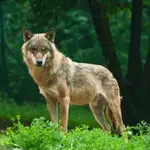 Κρυονέρι: Σοκ μετά από άγρια επίθεση λύκου σε κάτοικο
