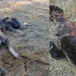 Λύκοι κυνηγούν και τρώνε αδέσποτους σκύλους στις γειτονιές