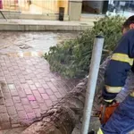 Παραλίγο τραγωδία στη Λαμία: Τεράστιο δέντρο έπεσε δίπλα σε περαστικό