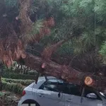 Κακοκαιρία: Δέντρο καταπλάκωσε αυτοκίνητο στη Νέα Σμύρνη