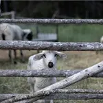 Μυτιλήνη - Συνολικά μέχρι σήμερα έχουν επιβεβαιωθεί 13 κρούσματα αφθώδους πυρετού