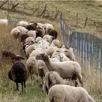 Στα 17 τα κρούσματα αφθώδους πυρετού στη Λέσβο – Επιβεβαιώθηκαν τέσσερα νέα περιστατικά