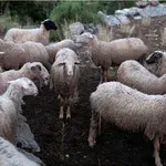 ΕΕΕΔΕΕ: Στις 472.928 οι θανατώσεις αιγοπροβάτων λόγω της ευλογιάς