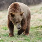 Αυξήθηκαν οι αρκούδες στην Ελλάδα, αλλά όχι οι ζημιές που προκαλούν