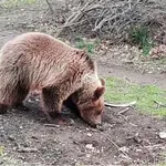 Μύρισε άνοιξη στο Νυμφαίο - Ξύπνησαν οι αρκούδες