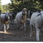 ΕΕΕΔΕΕ: Πάνω από 423.000 ζώα έχουν θανατωθεί λόγω ευλογιάς