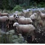 Επιτροπή Διαχείρισης & Ελέγχου Ευλογιάς: Το επόμενο τρίμηνο είναι το πλέον κρίσιμο