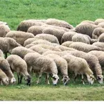 Ξεπέρασαν τις 400.000 τα θανατωμένα ζώα εξαιτίας της ευλογιάς των αιγοπροβάτων