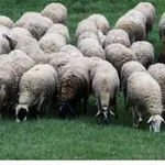 Παρατείνονται εκ νέου τα προληπτικά μέτρα για την ευλογιά των αιγοπροβάτων στην Κρήτη, 8 - 22/01