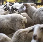 Δράμα: Τρεις σταθμοί απολύμανσης για αντιμετώπιση της ευλογιάς των αιγοπροβάτων