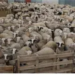 Νέα έκτακτη στήριξη σε κτηνοτρόφους που επλήγησαν από ευλογιά και πανώλη, ύψους 56 εκατ. ευρώ