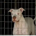 Ηλικιωμένη νοσοκομείο από επίθεση σκύλων στα Χανιά