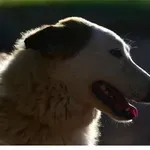 Σύλληψη δύο ατόμων στις Συκιές για παράβαση της νομοθεσίας περί ζώων