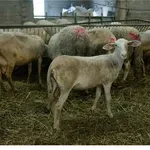 Ανάπτυξη 97 στρατιωτικών κτηνίατρων στη μάχη κατά της ευλογιάς