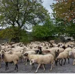 ΕΕΕΔΕΕ: Σε 450.233 ανέρχονται τα θανατωμένα ζώα λόγω ευλογιάς αιγοπροβάτων - Στα 1.985 τα επιβεβαιωμένα κρούσματα σε 2.449 εκτροφές σε όλη τη χώρα