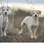 Εγκατέλειψε κουτάβια στην Ασπροβάλτα – Πρόστιμα ύψους 65.000 ευρώ σε 62χρονο