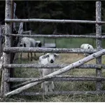 Μυτιλήνη: Αναστέλλουν τη λειτουργία τους οι τυροκομικές μονάδες της Λέσβου-Αδιάθετες καθημερινά μεγάλες ποσότητες γάλακτος