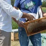 ΟΠΕΚΕΠΕ: Καταβλήθηκαν 28,78 εκατ. ευρώ σε δικαιούχους βιολογικής κτηνοτροφίας και μελισσοκομίας