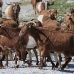 ΥΠΑΑΤ: 76 κρούσματα αφθώδους πυρετού σε 116 εκτροφές της Λέσβου