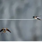 Επιχείρηση απεγκλωβισμού στην Καστοριά- Έστησε παγίδα θανάτου στα χελιδόνια