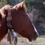 Πανελλήνια συνάντηση ελεύθερης ιππασίας στα Μετέωρα- Στη φύση παρέα με τα άλογα
