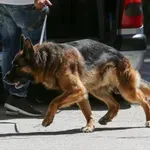 Μπλόκο στη Θεσσαλονίκη- Ο «Ακύλας» ξετρύπωσε ένα κιλό κοκαΐνης