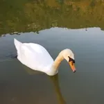 Επιχείρηση για λευκό κύκνο- Μπλέχτηκε στα δίχτυα στη Χαλκίδα