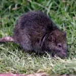 Τρία κρούσματα λεπτοσπείρωσης- Νεκρός 75χρονος- Καταγγέλλουν αύξηση τρωκτικών στη Ζάκυνθο