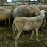 Αντιδράσεις στο Καλοχώρι Θεσσαλονίκης με τα βαμμένα και δεμένα αρνιά σε εκκλησία