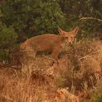 Απεγκλώβισαν αλεπούδες από πισίνα