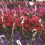 72η Ανθοκομική Έκθεση Κηφισιάς- Η γιορτή των λουλουδιών