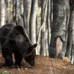 «Σύλληψη» αρκούδας στην Ιαπωνία