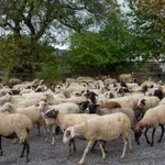 Να σταματήσουν οι σφαγές ολόκληρων των κοπαδιών, ζητούν οι κτηνοτρόφοι της Δυτικής Λέσβου