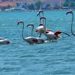 Εντυπωσιακά φλαμίνγκο στην Πάρο