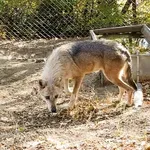 Λύκοι σε κατοικημένες περιοχές