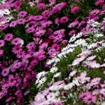 «Άνοιξη» στα φυτώρια