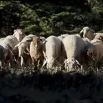Σύλληψη πατέρα και γιου στη Σίνδο για παράνομη μεταφορά ζώων
