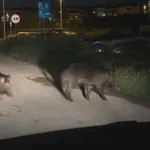 Αγριογούρουνα στις γειτονιές