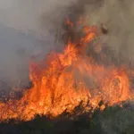Πέντε συλλήψεις για εμπρησμούς από αμέλεια σε Χίο, Εύβοια, Λέσβο και Φθιώτιδα