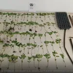 Φωκίδα: Εντοπίστηκε φυτεία με 77 δενδρύλλια κάνναβης σε δύσβατη δασική περιοχή
