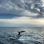 Πέντε φάλαινες κολυμπούσαν μαζί