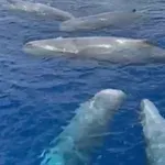 Πέντε φάλαινες κολυμπούσαν ανοιχτά της Λευκάδας
