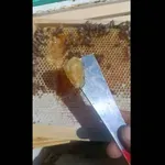 Το μέλι… πέρλα