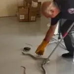 Βίντεο: Φίδι μπήκε σε επιχείρηση στο Βόλο