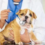 Az összeomlás határán, avagy így vészeld át, ha súlyos beteg a kutyád