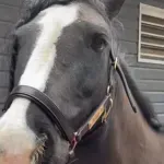 (VIDEO) Konj sa brkovima postao internet senzacija, Redži oduševio mreže