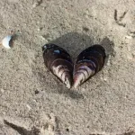 Horoskop za 9. mart: Rak zaobilazi poslovne problem, Djevici dan za nježnost